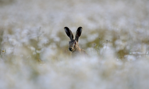 Brown Hare David Tipling / 2020 Vision