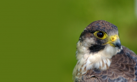 Peregrine Falcon by Jonathon Clark