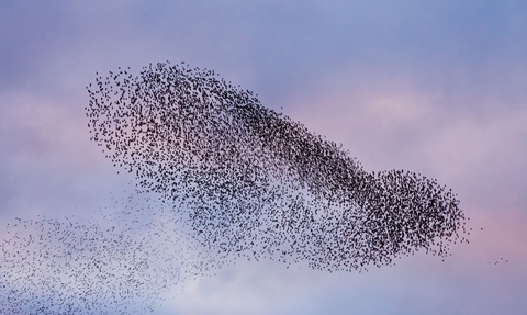 Starling murmuration