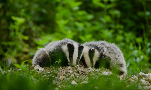 Badgers