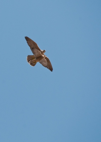 Nottinghamshire Peregrine Cam Delivers Connection With Nature At A ...