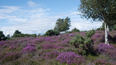 Lowland heathland