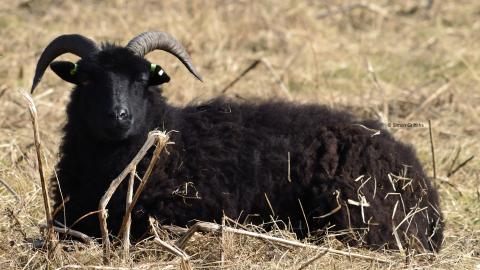 Annesley Woodhouse Quarry sheep cpt Simon Griffiths