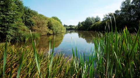 A lake view by a reed bed at Skylarks Nature Reserve