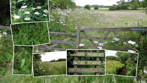 Eakring Meadows NottsWT cpt Tony Summers