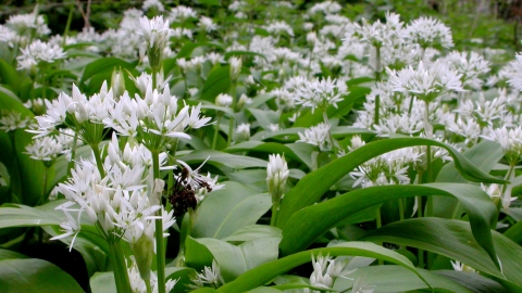 Ramsons Notts WT cpt Philip Precey