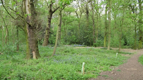 Sharphill Wood