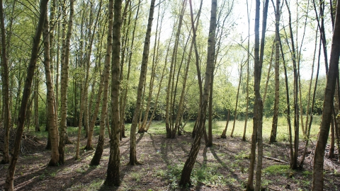 Woodland at Skylarks Nature Reserve by David Barker