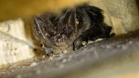 Barbastelle bat viewed from below in a Ploughman Wood bat box