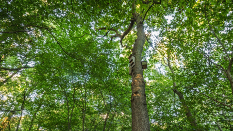 The bat boxes of Ploughman Wood