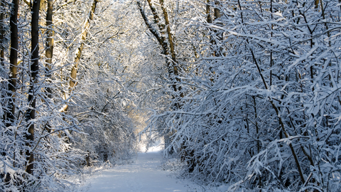 Looking down a path at Gamston wood covered in pristine snow