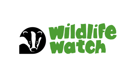 Wildlife Watch header image