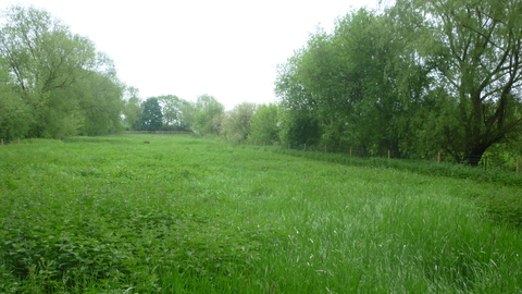 Girton Grasslands | Nottinghamshire Wildlife Trust