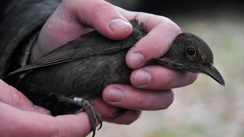 Female blackbird being held