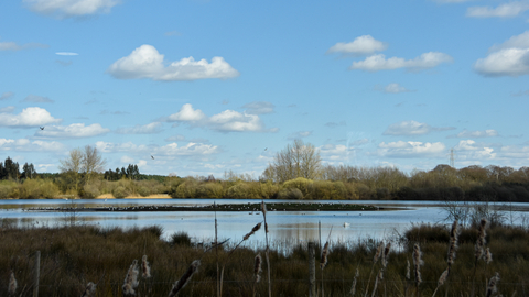 lake with trees