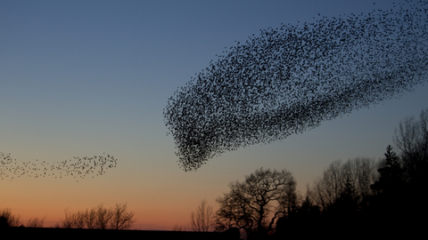 Starling murmuration heading to roost at sunset, The Wildlife Trusts