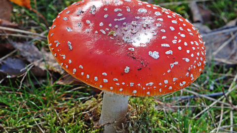 Red mushroom with white sports