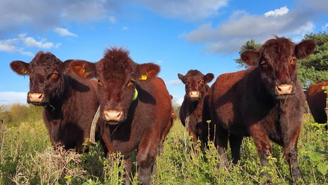 A group of Lincoln red cows