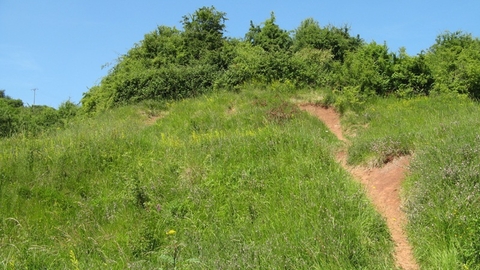 Hill covered in grass and bushes