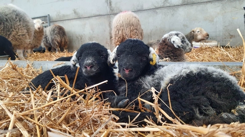 Two Herdwick lambs lying in the hay