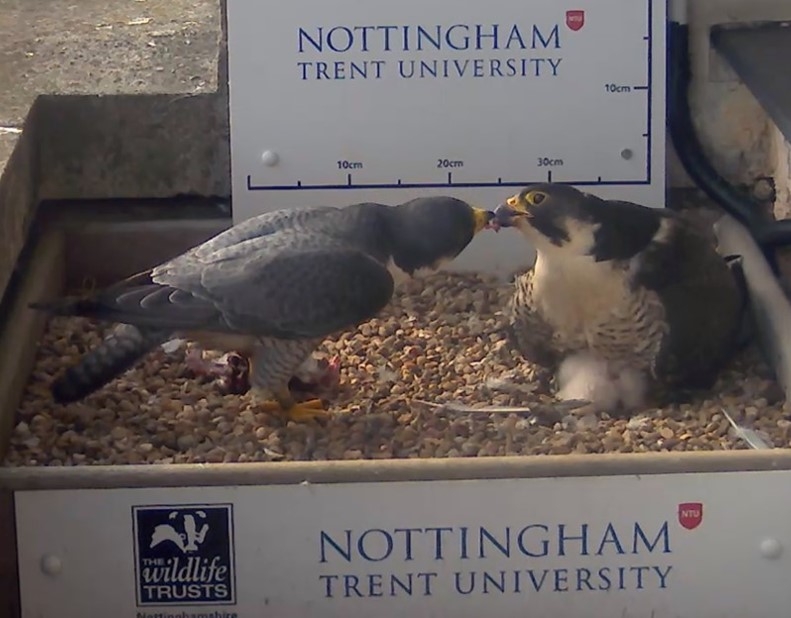 Busy Bank Holiday For City Peregrine Pair Brings Hope After 2018 Drama ...