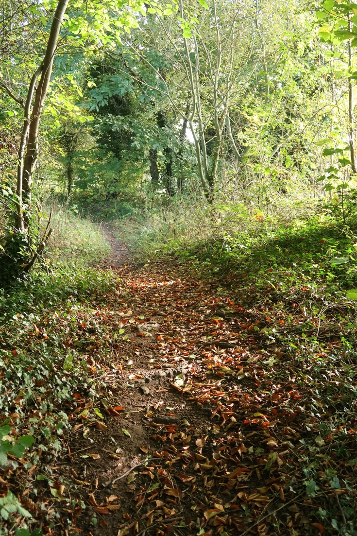 Stonepit Plantation | Nottinghamshire Wildlife Trust