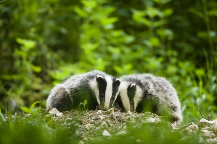 Badger Notts WT credit Elliot Neep NeepImages.com