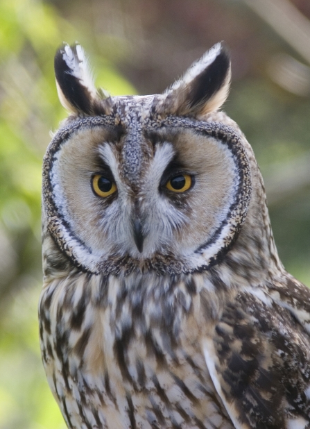  Long-eared Owl NottsWT cpt Darin Smith