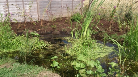 Pond building Notts WT 