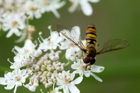 10 Hoverfly on Crucifer at Osmanthorpe Orchard NottsWT cpt Al Greer