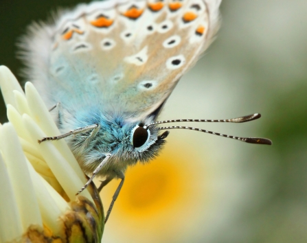 Common Blue Butterfly Notts WT cpt Jon Hawkins