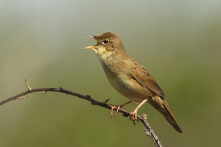 Grasshopper Warbler - Sean Browne