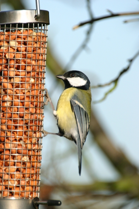 Great Tit at feeder NottsWT cpt Scott Tilley