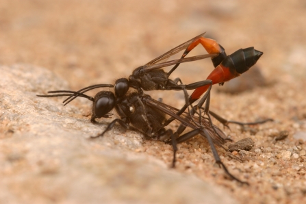 Sand Wasp NottsWT cpt ScottTilley