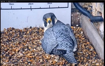 2018 NTU Peregrine Falcon