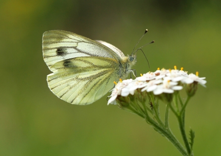 Green Veined White Notts WT cpt Jon Hawkins