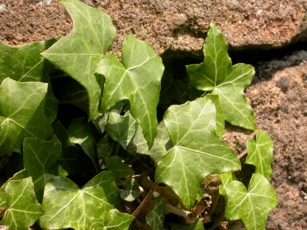 Ivy plant on wall Wildnet cpt Philip Precey wildlifetrusts_40331981238