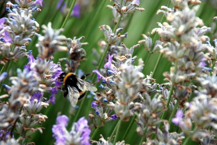 Bee on lavender Wildnet cpt Zsuzsanna Bird wildlifetrusts_40330406645