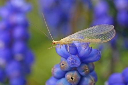 lacewing wildnet cpt Rachel Scopes