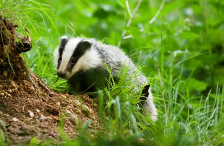 Badger Notts Wt cpt Elliott Neep NeepImages.com (6) Cropped Credit