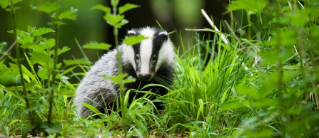 Badger Cpt Elliott Neep