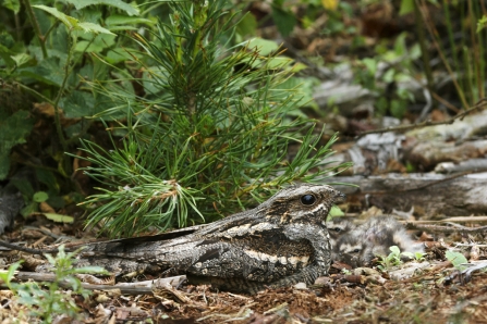 Heathland Habitat John Smith