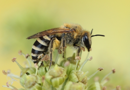 Colletes hederae Ivy Bee Tim Sexton