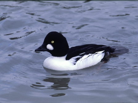 Goldeneye