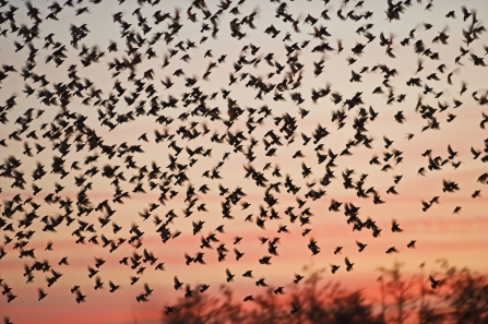 Starlings in Winter