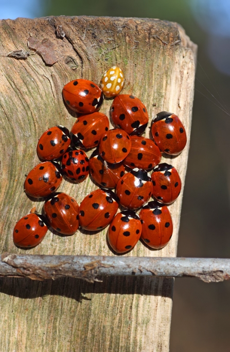 Ladybirds Matt Berry