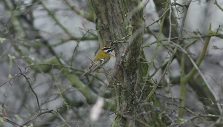 Firecrest at Barton Lane near Attenborough Nature Reserve