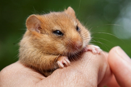 dormouse