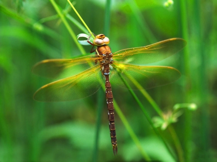 Brown hawker dragonfly