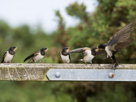 Swallow feeding young